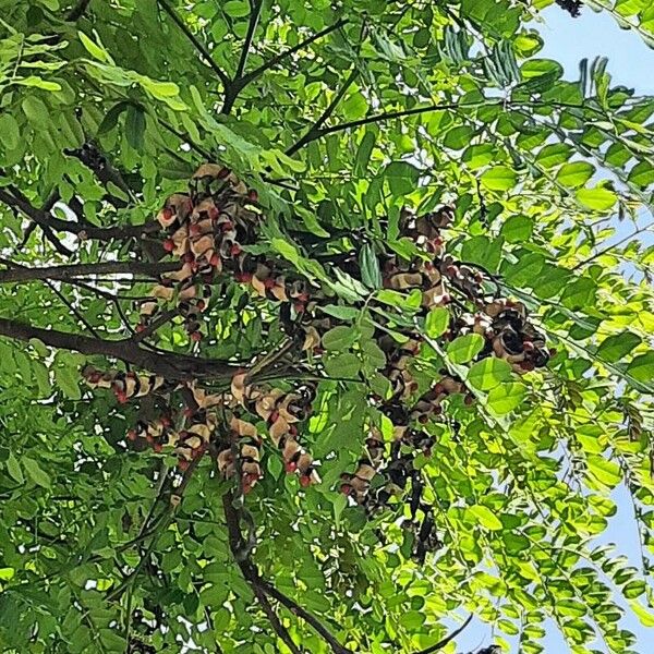 Adenanthera pavonina Fruit