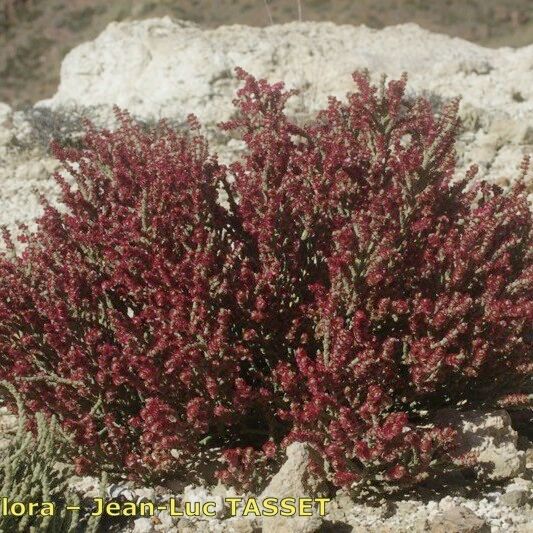 Anabasis articulata ശീലം