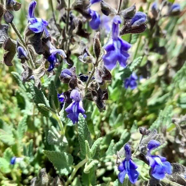 Salvia cuspidata फूल