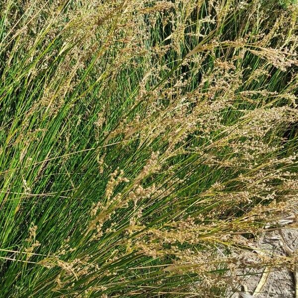 Juncus maritimus অভ্যাস