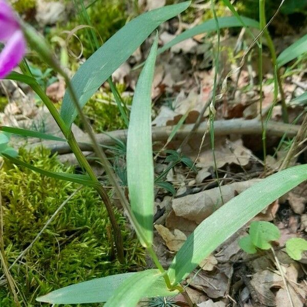 Cephalanthera rubra পাতা