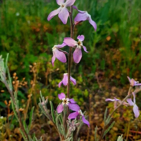 Matthiola longipetala Blodyn