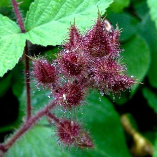 Rubus phoenicolasius Fruit