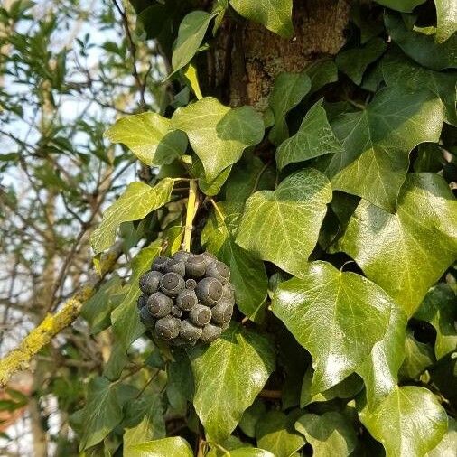 Hedera helix Hedelmä