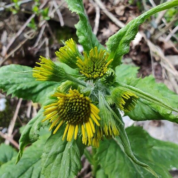 Tephroseris longifolia Flor