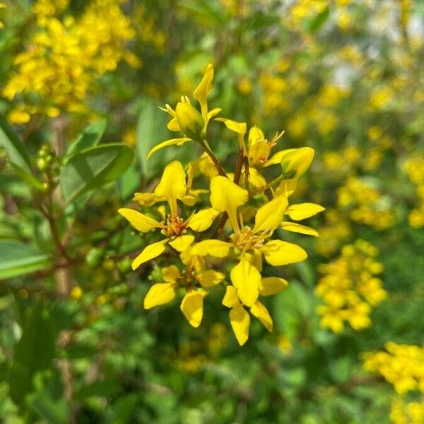 Galphimia glauca Flower