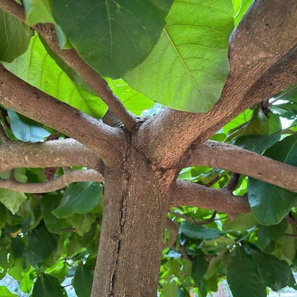 Terminalia catappa Bark