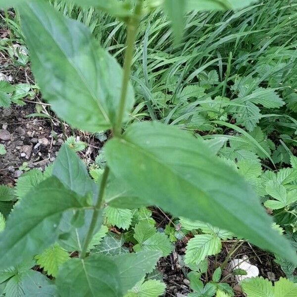 Epilobium montanum Foglia