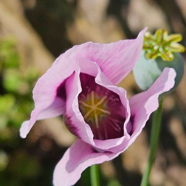 Papaver somniferum Virág