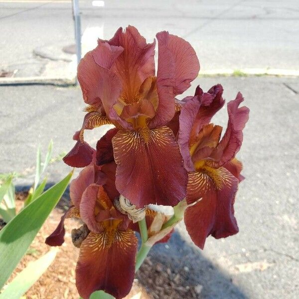 Iris × germanica Blüte