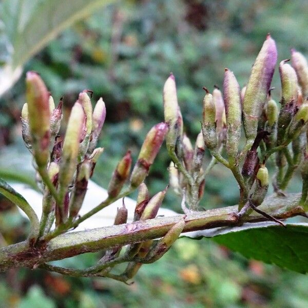 Buddleja davidii Фрукт