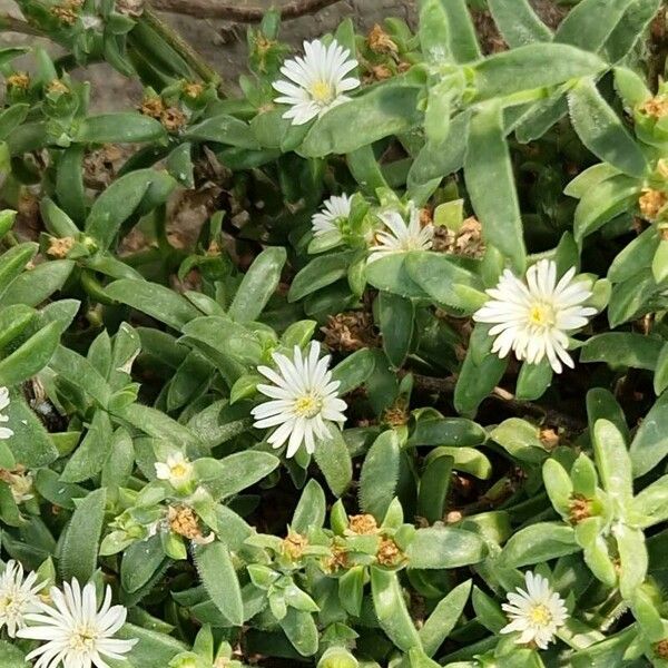 Mesembryanthemum nodiflorum List