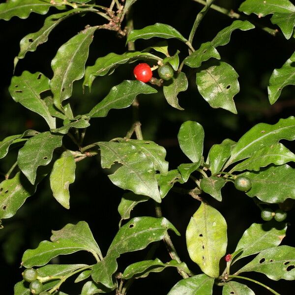 Psychotria biaristata Fruit