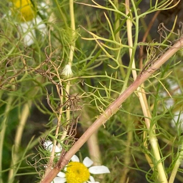 Tripleurospermum inodorum Fuelha