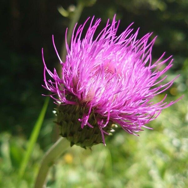 Cirsium heterophyllum Blomst