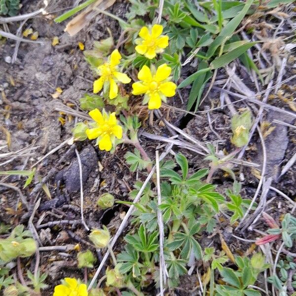 Potentilla verna Alkat (teljes növény)