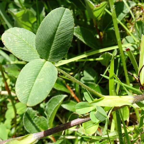 Trifolium badium Ліст