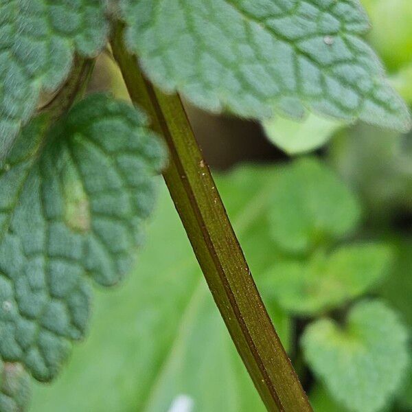 Lamium purpureum Rusca