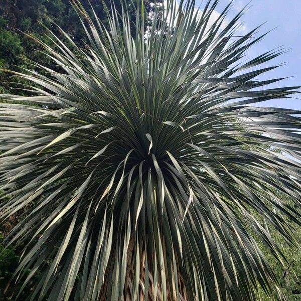 Yucca thompsoniana Levél