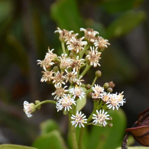 Psiadia terebinthina Flower