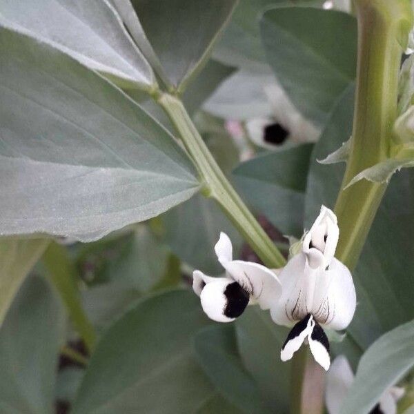 Vicia faba Blodyn