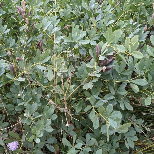 Baptisia australis Plante entière