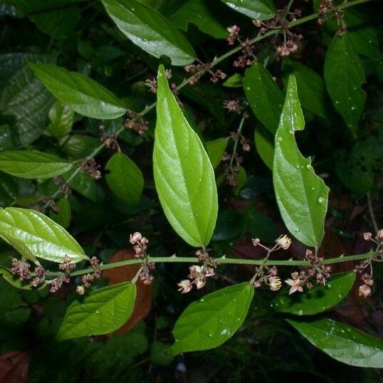 Ayenia aculeata Anders