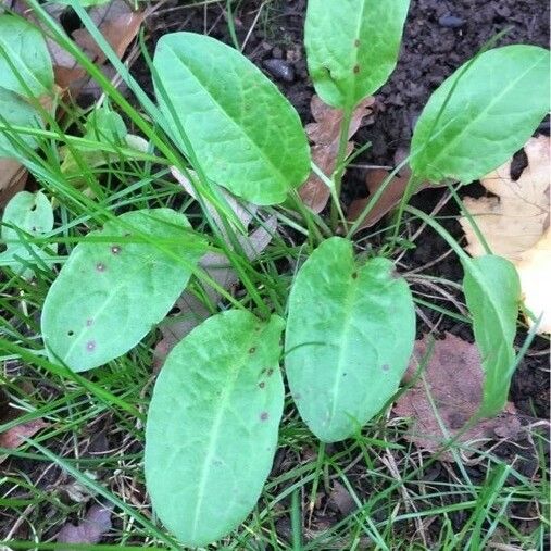 Rumex acetosa Лист