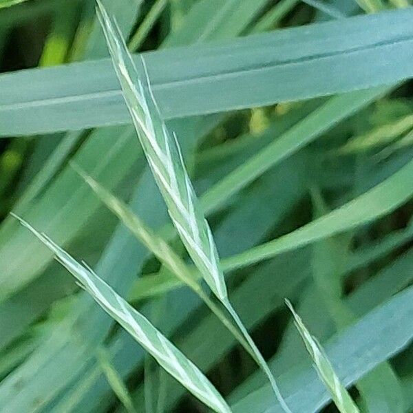 Bromus carinatus Fruit