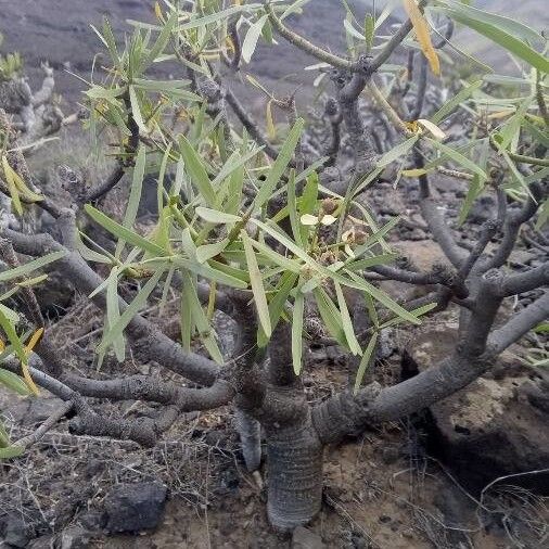 Euphorbia regis-jubae