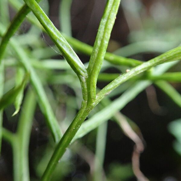 Ceratopteris cornuta Leaf