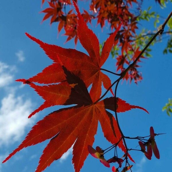 Acer palmatum 葉