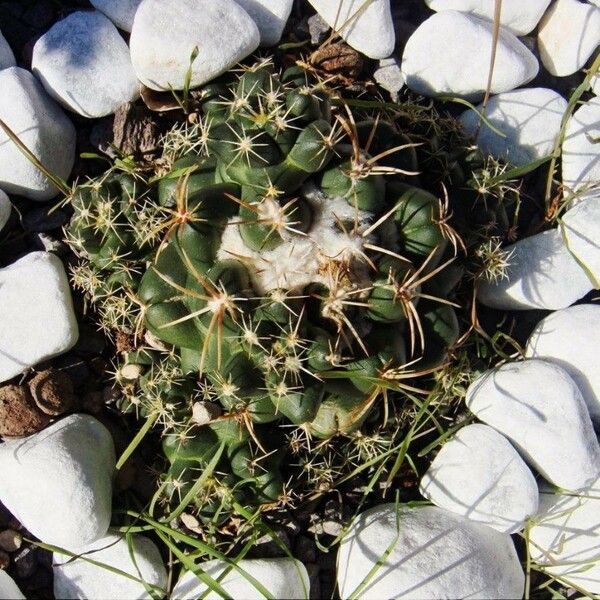 Coryphantha elephantidens 形態