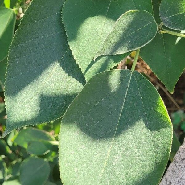 Broussonetia papyrifera Blad