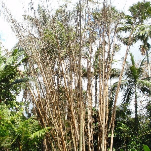 Dendrocalamus giganteus Casca