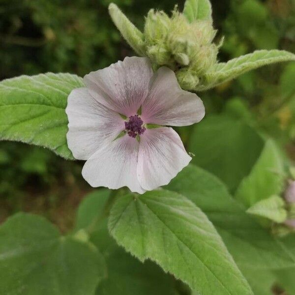 Althaea officinalis Kwiat