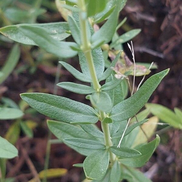 Hyssopus officinalis ᱥᱟᱠᱟᱢ