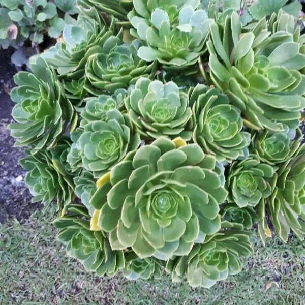 Aeonium arboreum Blatt