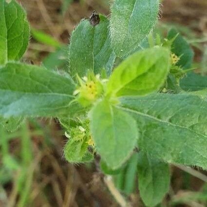 Acanthospermum hispidum Leht