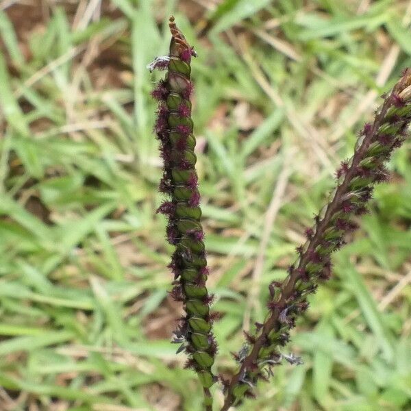 Paspalum notatum Flower