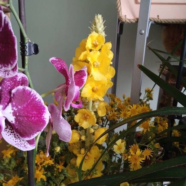 Erysimum virgatum Flower