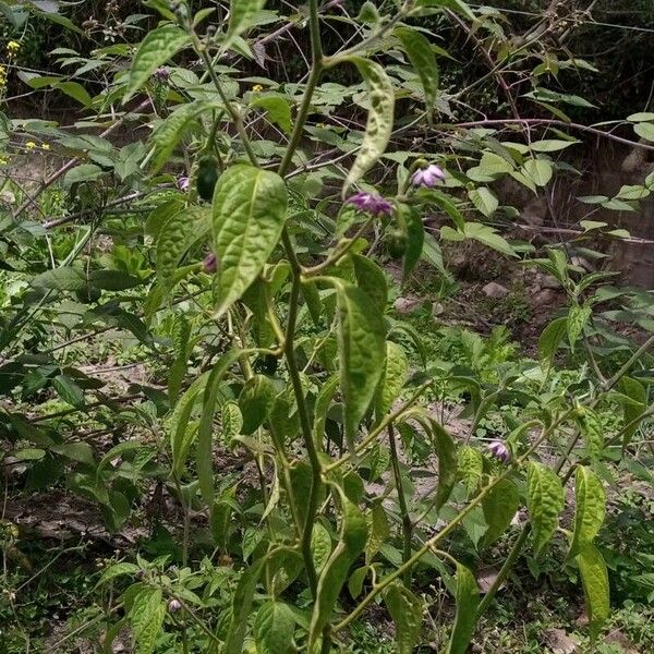 Capsicum pubescens Levél