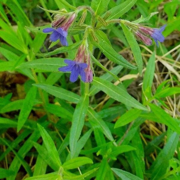 Aegonychon purpurocaeruleum Квітка