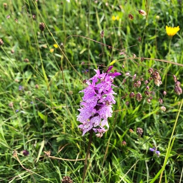 Dactylorhiza maculata 花