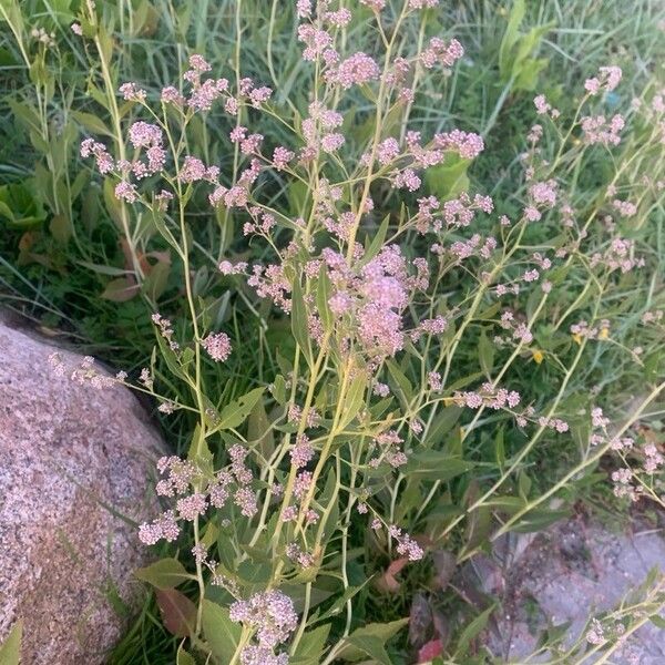 Lepidium latifolium Květ