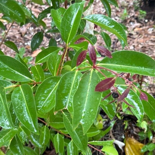 Syzygium acuminatissimum Folio