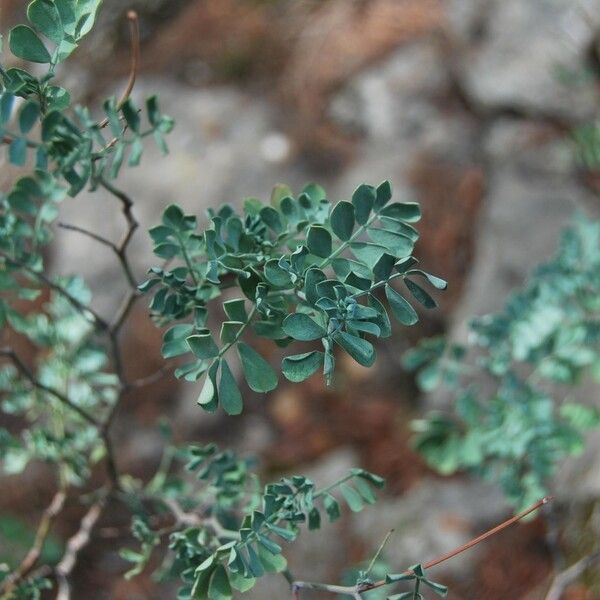 Coronilla glauca Leaf