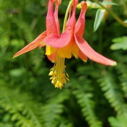 Aquilegia formosa Flower