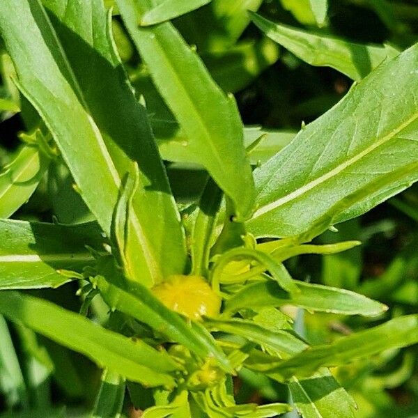 Bidens cernua ফুল