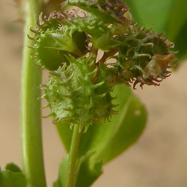 Medicago polymorpha Fruit